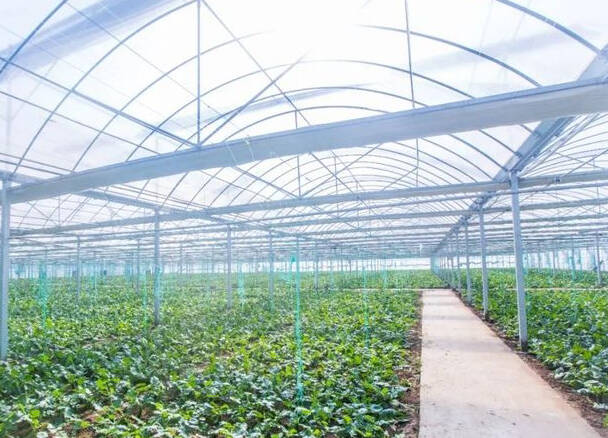 潍坊“区块链+”蔬菜项目入选农业农村部优秀项目名单