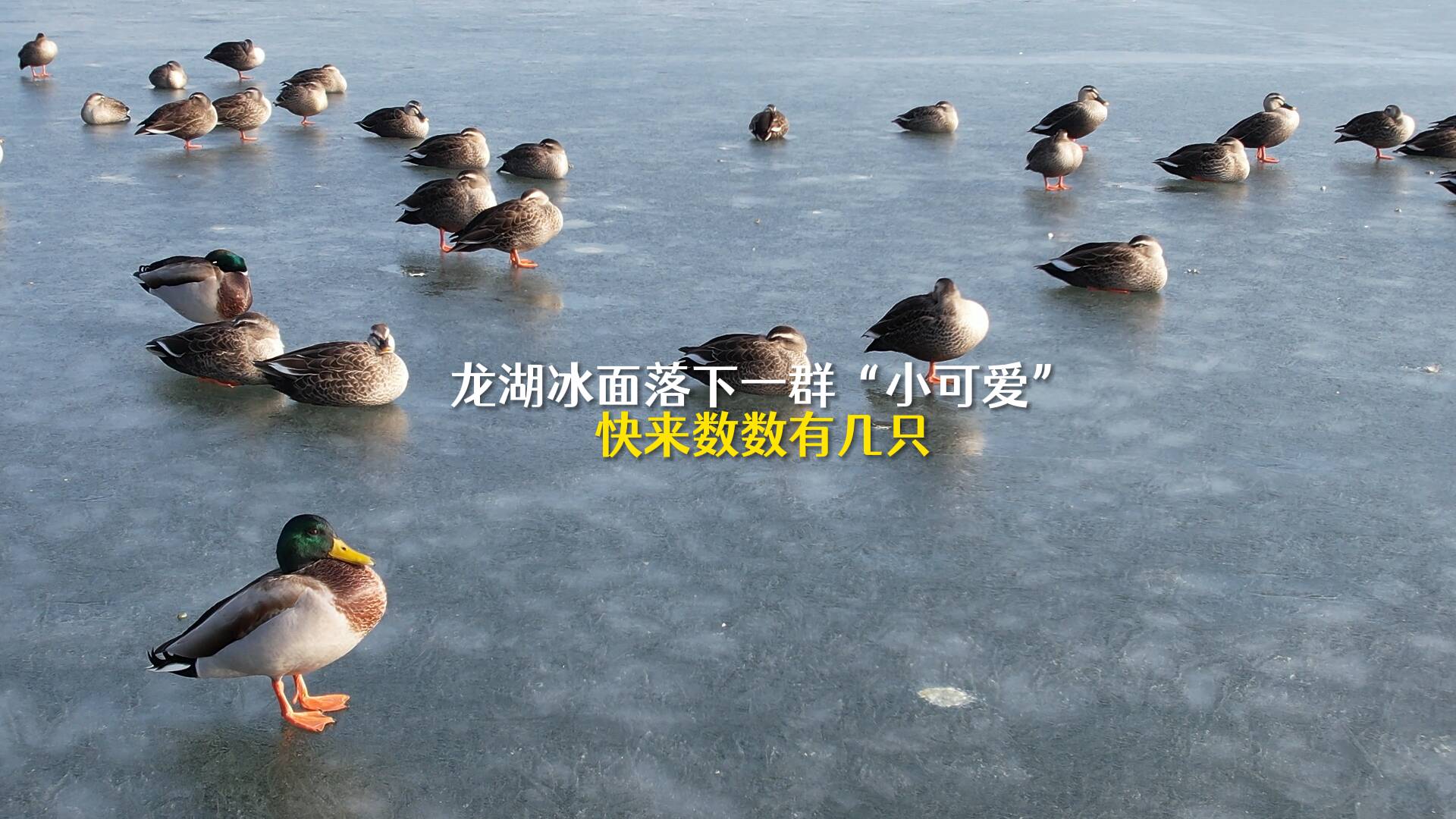 烟台招远：龙湖冰面落下一群“小可爱” 快来数数有几只？