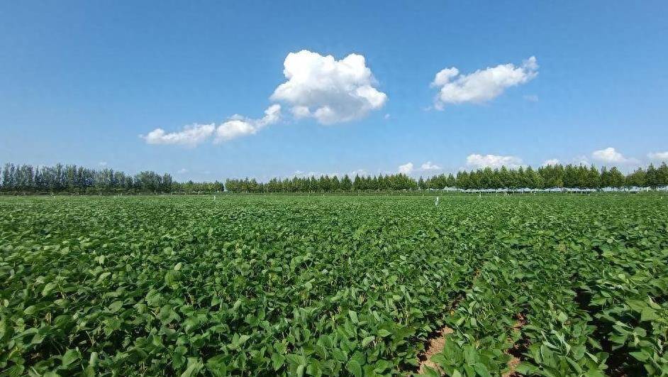 潍坊市农科院7个品种被授予植物新品种权