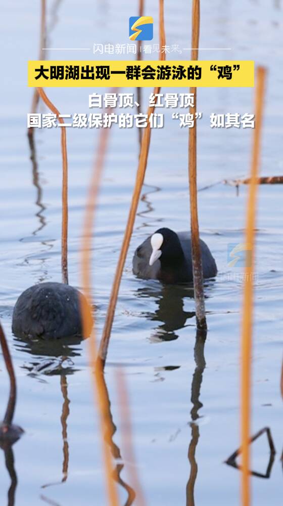 大明湖出现一群会游泳的“鸡” 白骨顶、红骨顶 国家二级保护的它们“鸡”如其名
