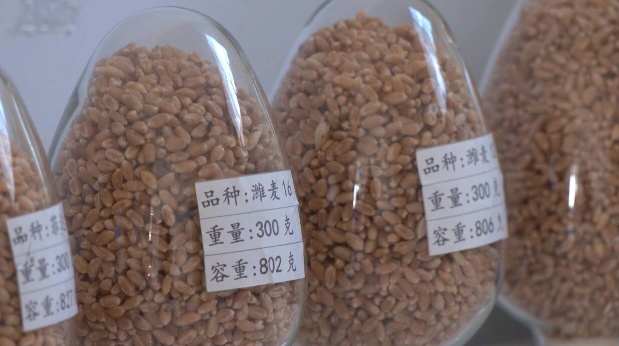 潍坊高密：小麦育种又有新突破  种子“芯片”增添新成员