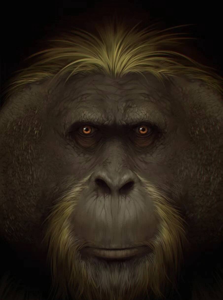 山东大学发布2024年首篇《Nature》！揭示巨猿绝灭之谜
