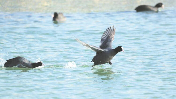 淄博：濒危鸟类成群出现在城市公园