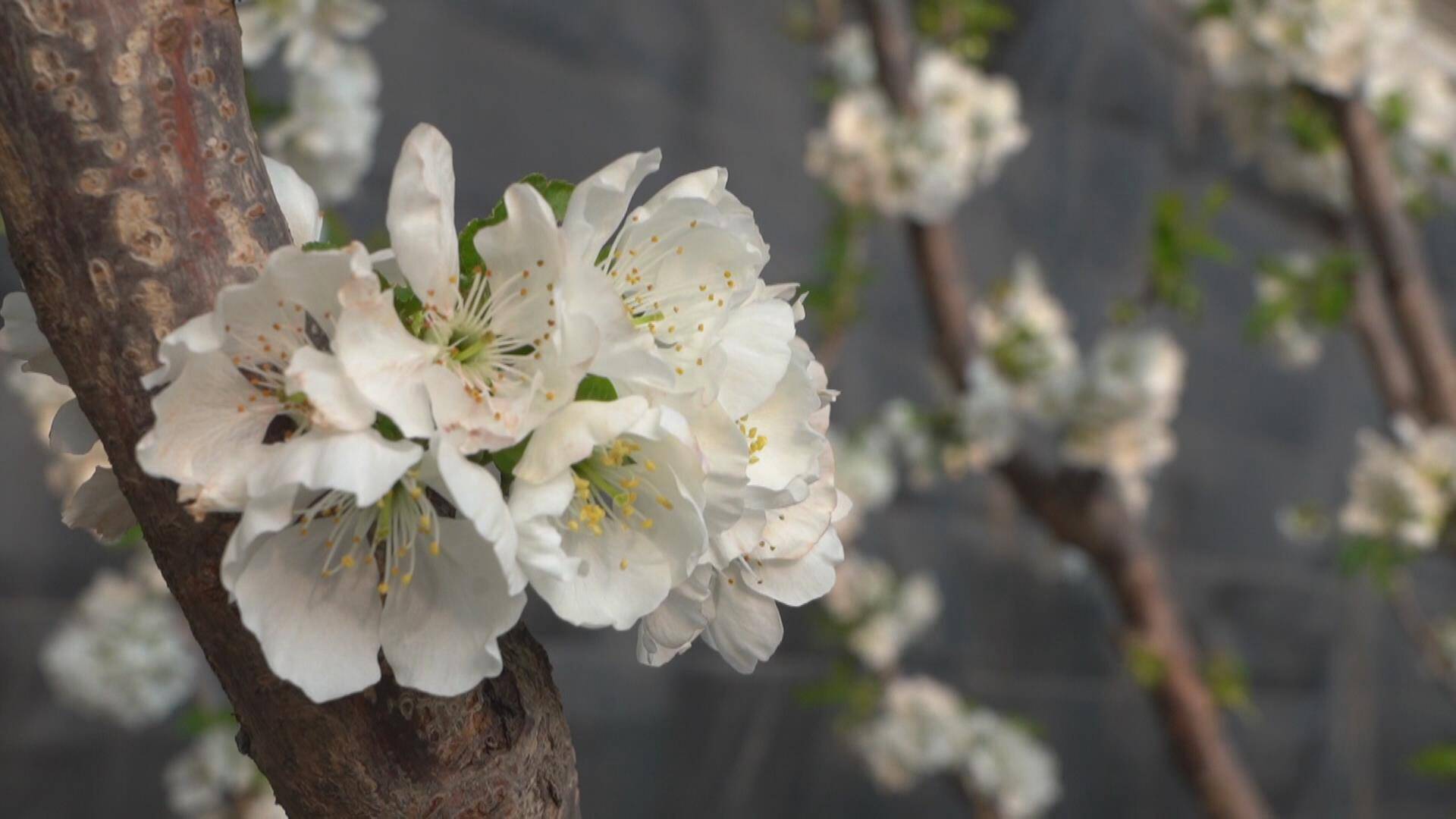 临朐：樱桃花开满枝头 芳菲一片迷人眼