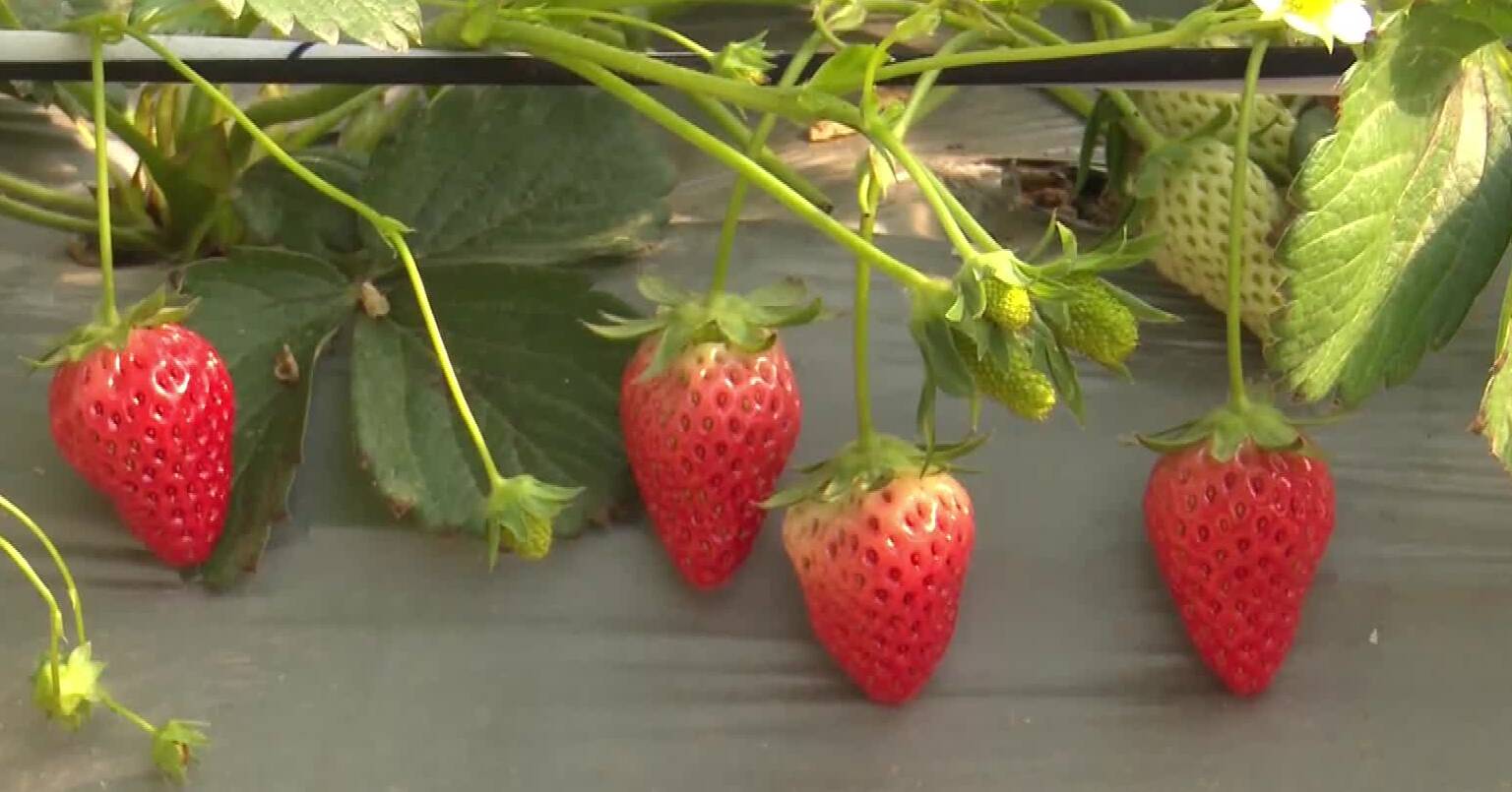 滕州冬日草莓“甜蜜”上线