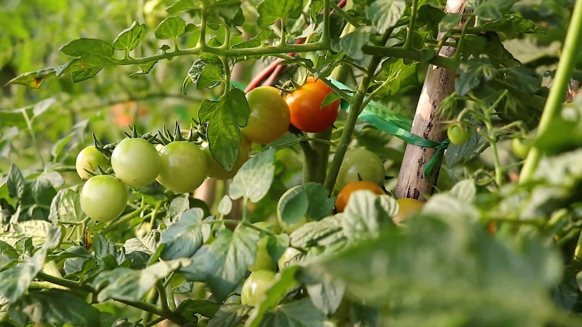 年供应番茄苗2000万株!枣庄这个地方的西红柿结出“致富果”