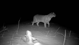 淄博市首次拍摄到国家二级保护野生动物豹猫影像