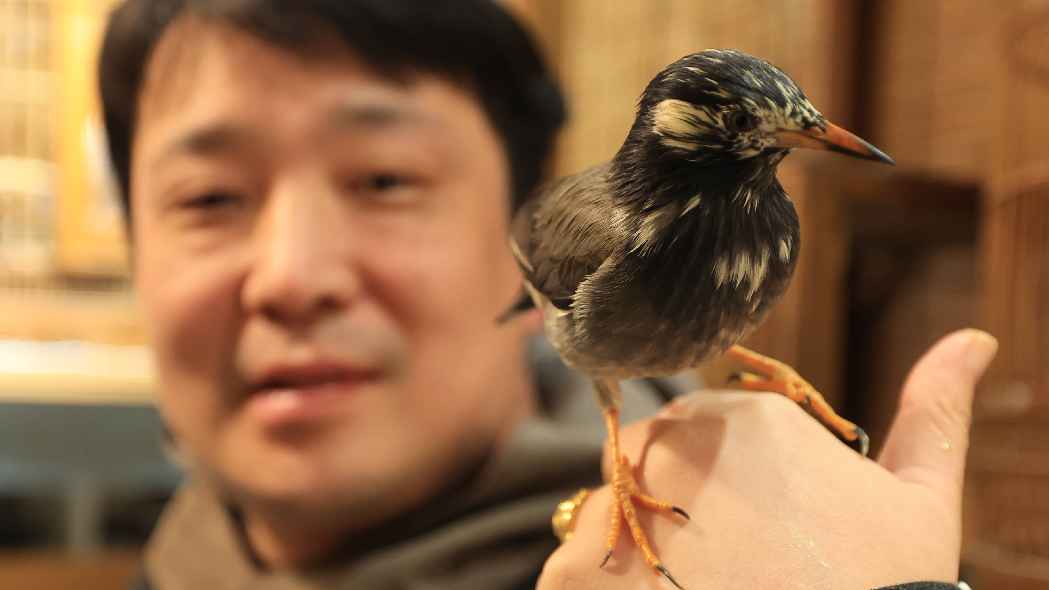 济南核雕传承人的动物奇缘：4年救助上百只鸟儿被称“鸟叔”