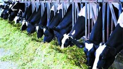 “数智”赋能畜牧业发展，青岛2023年肉蛋奶总产量达111.2万吨