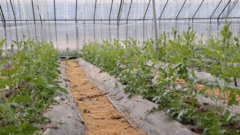 临邑：农技专家帮扶进地头 指导大棚种植户增温添设施