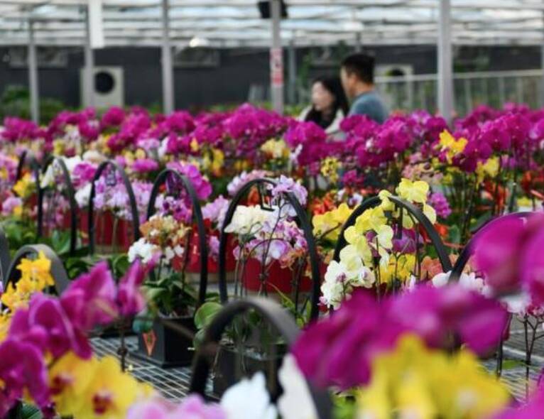 邹平挖掘花卉产业潜力走好乡村共富之路