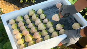 新春走基层 | 白草莓“引流” 小山村一年卖了500余万元