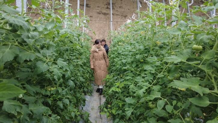 潍坊市坊子区40余名农技人员分片包靠 指导农户科学应对寒潮