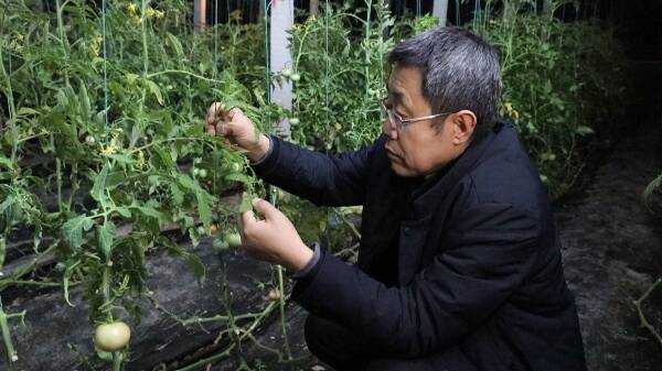 如果湿度过大,可以用百菌清,腐霉利烟熏剂进行烟熏,如果湿度不大