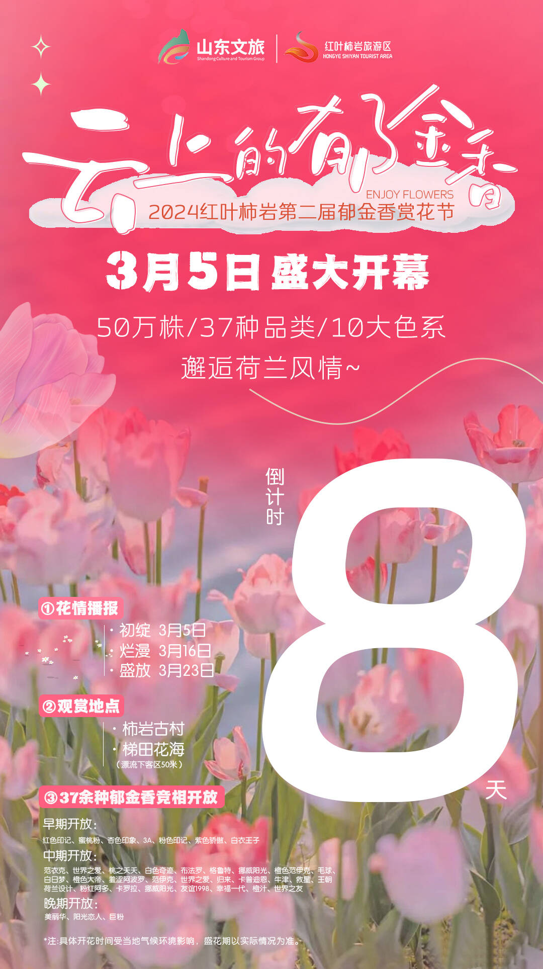 3月5日，这个景区把50万株“云上的郁金香”，送给来淄博打卡的全国游客