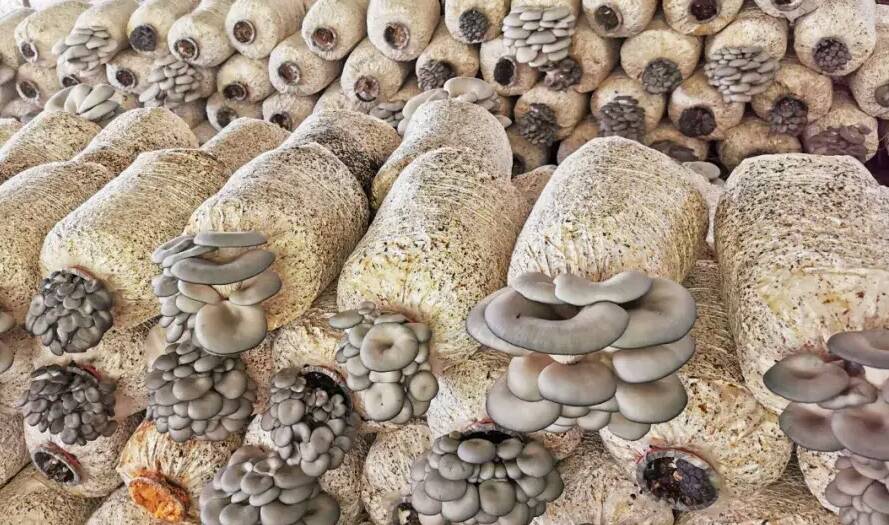 小蘑菇种出“科技范” 撑起群众“致富伞”