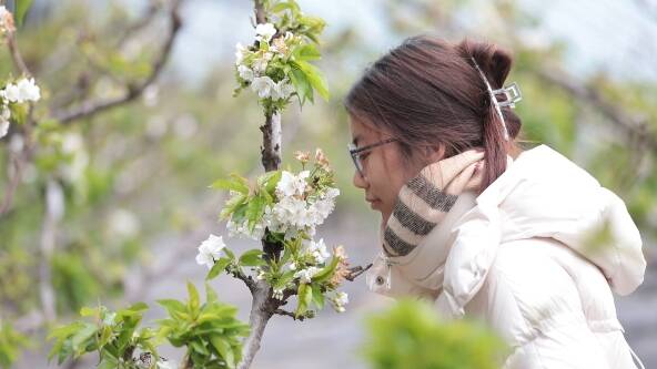 潍坊昌乐：天气回暖花盛开 枝头争俏迎春来