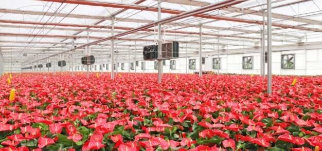 经济日报点赞济南：“地热能+花卉”产业融合，让地热能真正“热”起来
