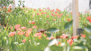 云上的郁金香 淄博版“莫奈花园”或成淄博市文旅新亮点