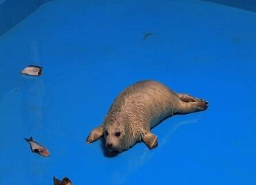 龙年里 蓬莱海洋极地世界人工繁育8只斑海豹