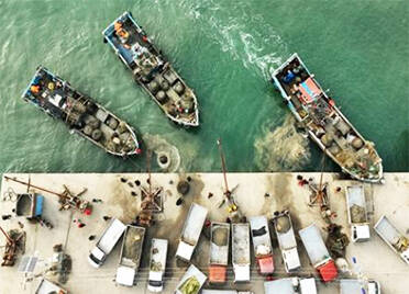 青岛：蛤蜊采收船纷纷靠岸 码头一派繁忙