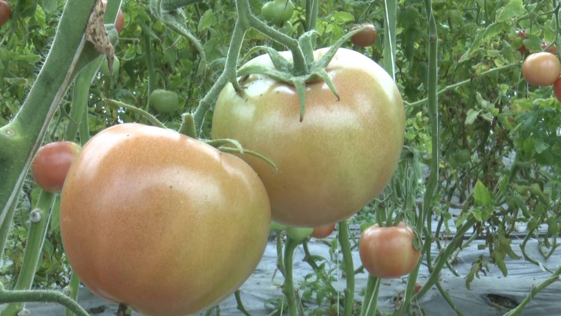 兰陵：“农业园”里番茄红 科技赋能显成效