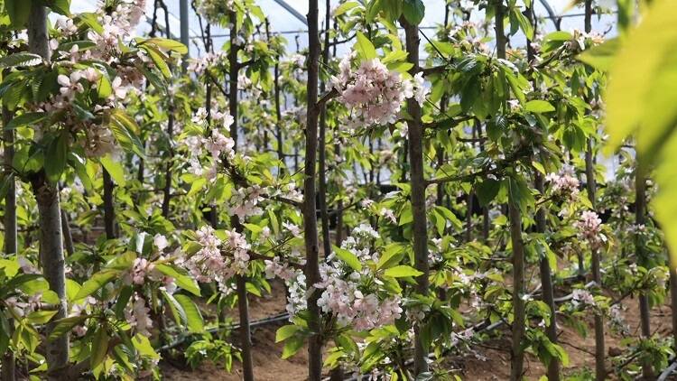 栖霞市开设果园课堂大樱桃管理现场支招