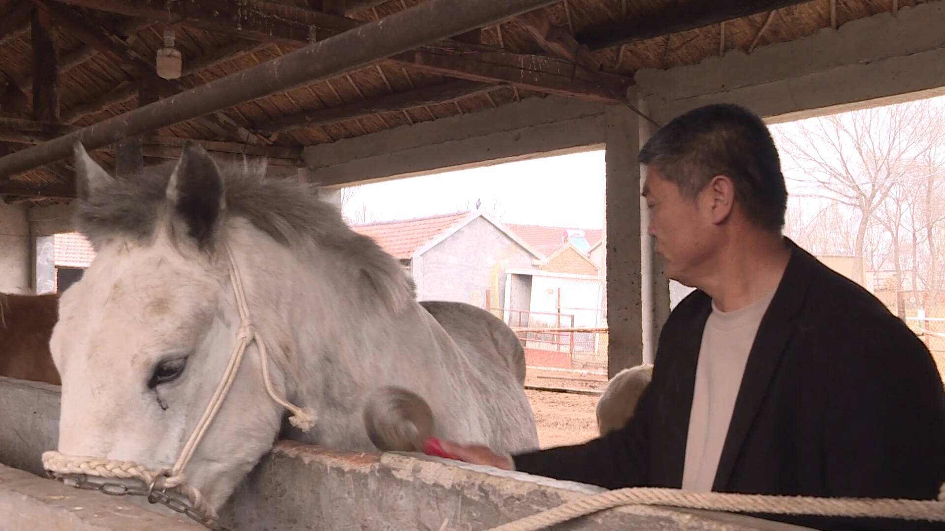 平原“伯乐”张文杰：从养马驯马到马术旅游，带领村民“马”上致富