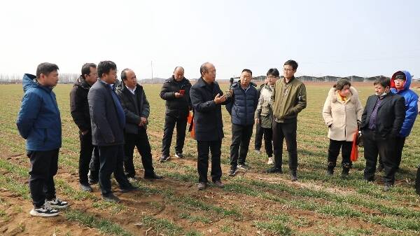 潍坊昌乐32万亩冬小麦陆续进入返青期 贴心农技服务护航粮食丰收