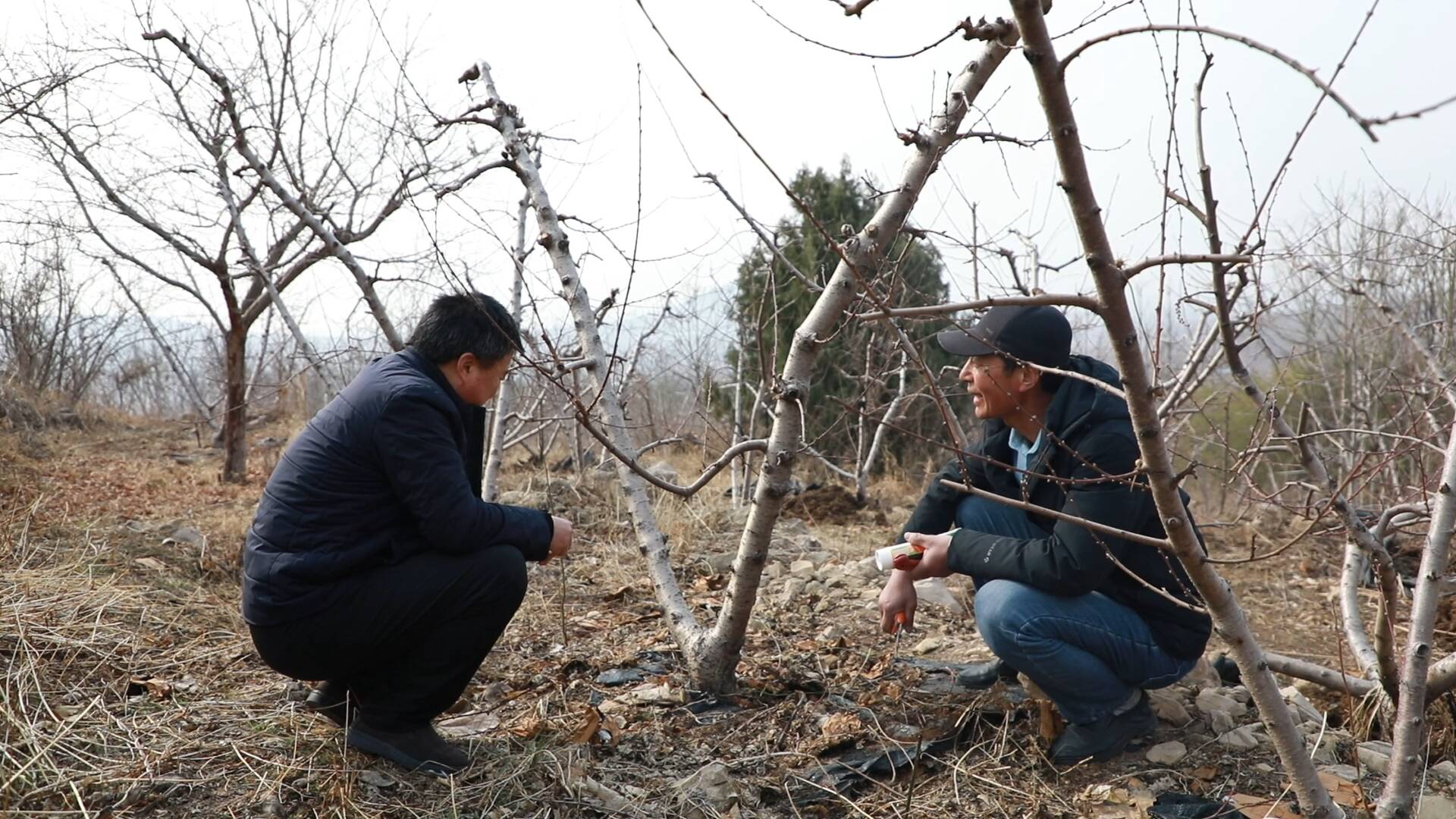 兰陵：农技专家现场支招  保障全县10万亩果树丰收稳产