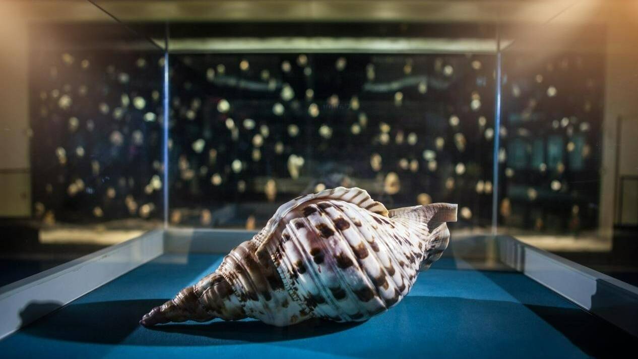 最新消息！青岛贝壳博物馆新馆年底对外开放，总藏量将达世界之最