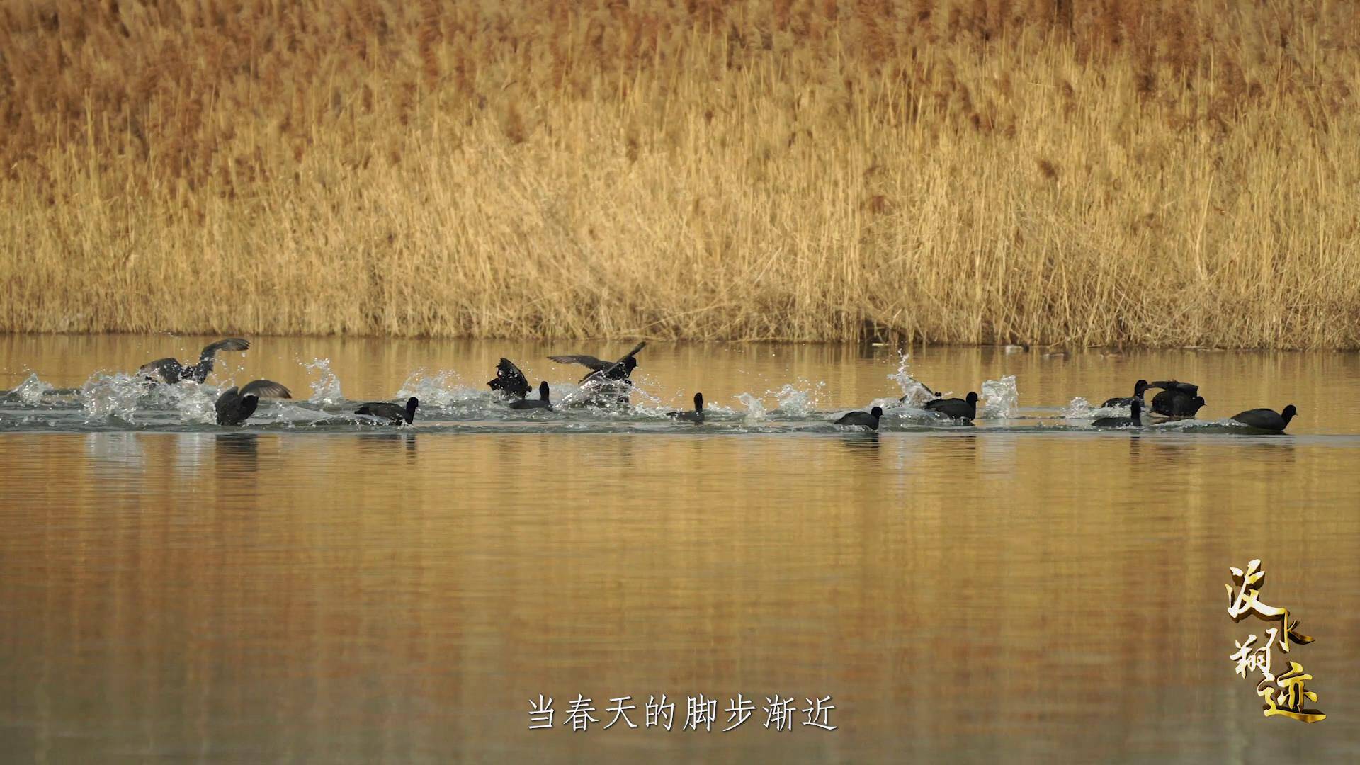 繁衍着大量微生物,藻类和鱼虫等生物种群,吸引众多候鸟在此安营扎寨
