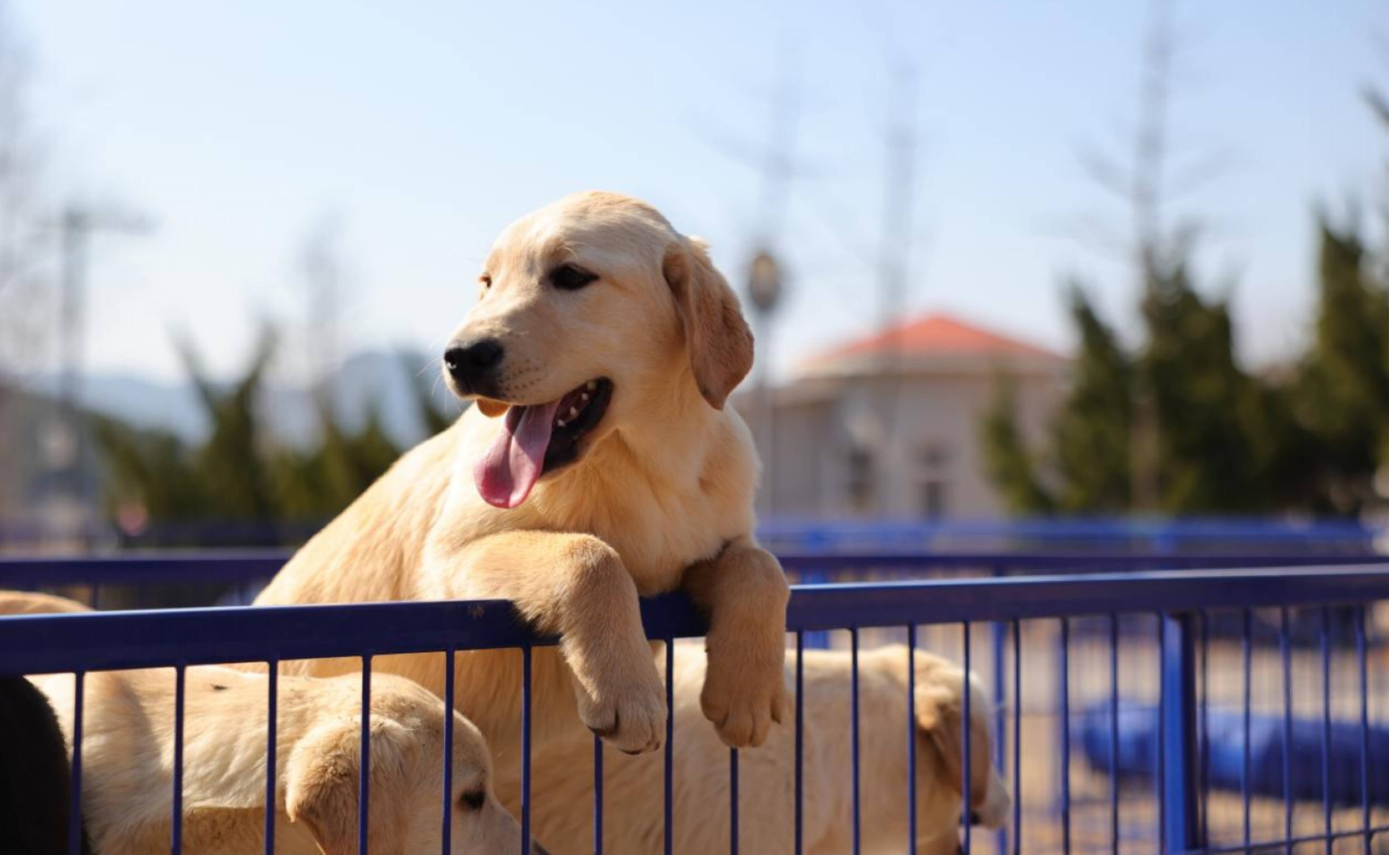 闪电号 专栏 闪电热点 拉布拉多犬荷兰牧羊犬天生警觉