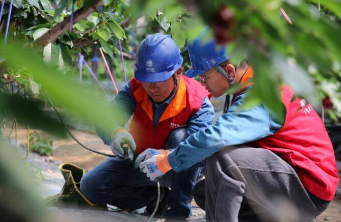 潍坊安丘：大棚樱桃挂满枝 电力护航助增收