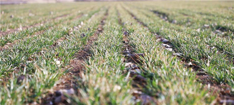 春耕春管正当时 潍坊575.31万亩小麦整体苗情优于常年