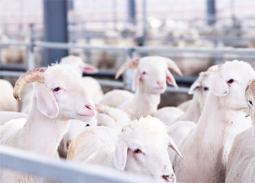 武城：合作社创新实施“共享农场”模式，管理1.5万只羊仅需4个人