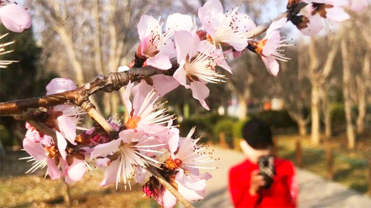 济南山桃花盛开，满树粉红衬蓝天