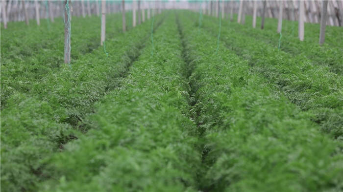 寿光化龙镇创新胡萝卜种植技术 编绳播种提升农业效能