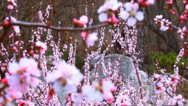 潍坊人民公园披上“春日彩衣” “花海”美景美不胜收
