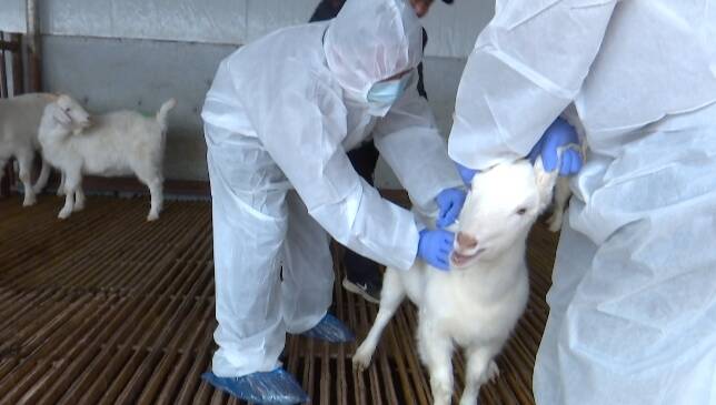 潍坊市坊子区成立7支农技服务队 加快推进春季动物集中免疫工作 护航畜牧业健康发展