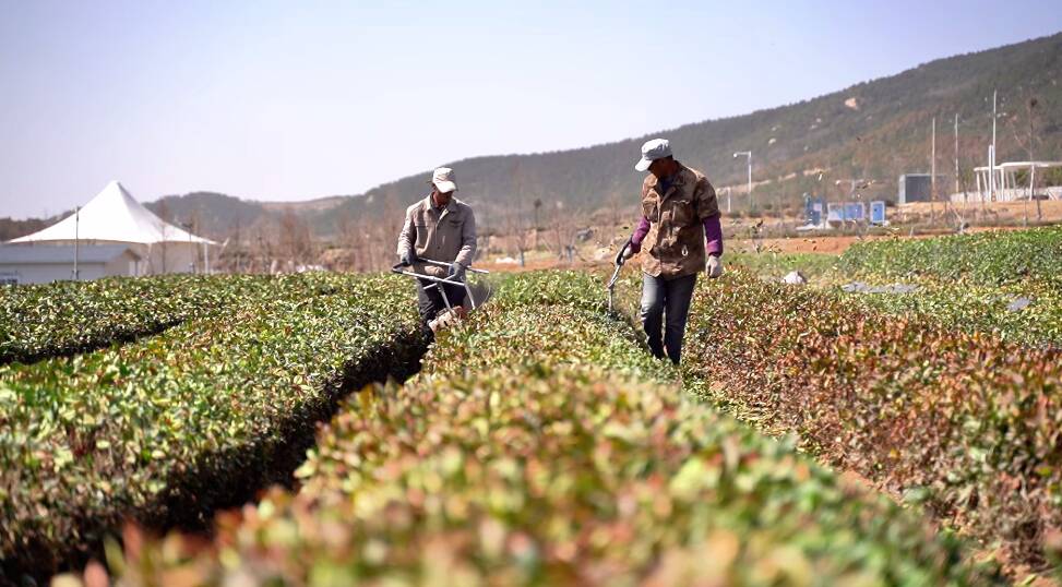 日照岚山巨峰镇8万亩茶园进入修剪期 谷雨前后春茶上市