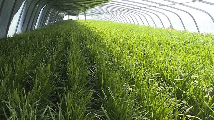 龙口优质韭菜走俏市场一村一品助农增收