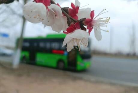 3月25日，邹平市公交旅游专线正式开通