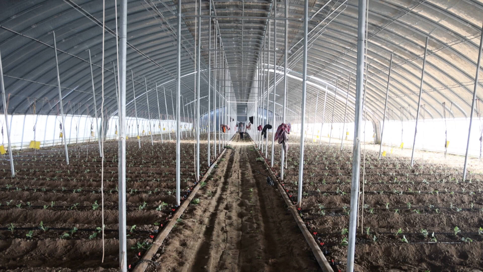 单棚收入可达10万元夏津运河东畔大棚忙西瓜种植促振兴