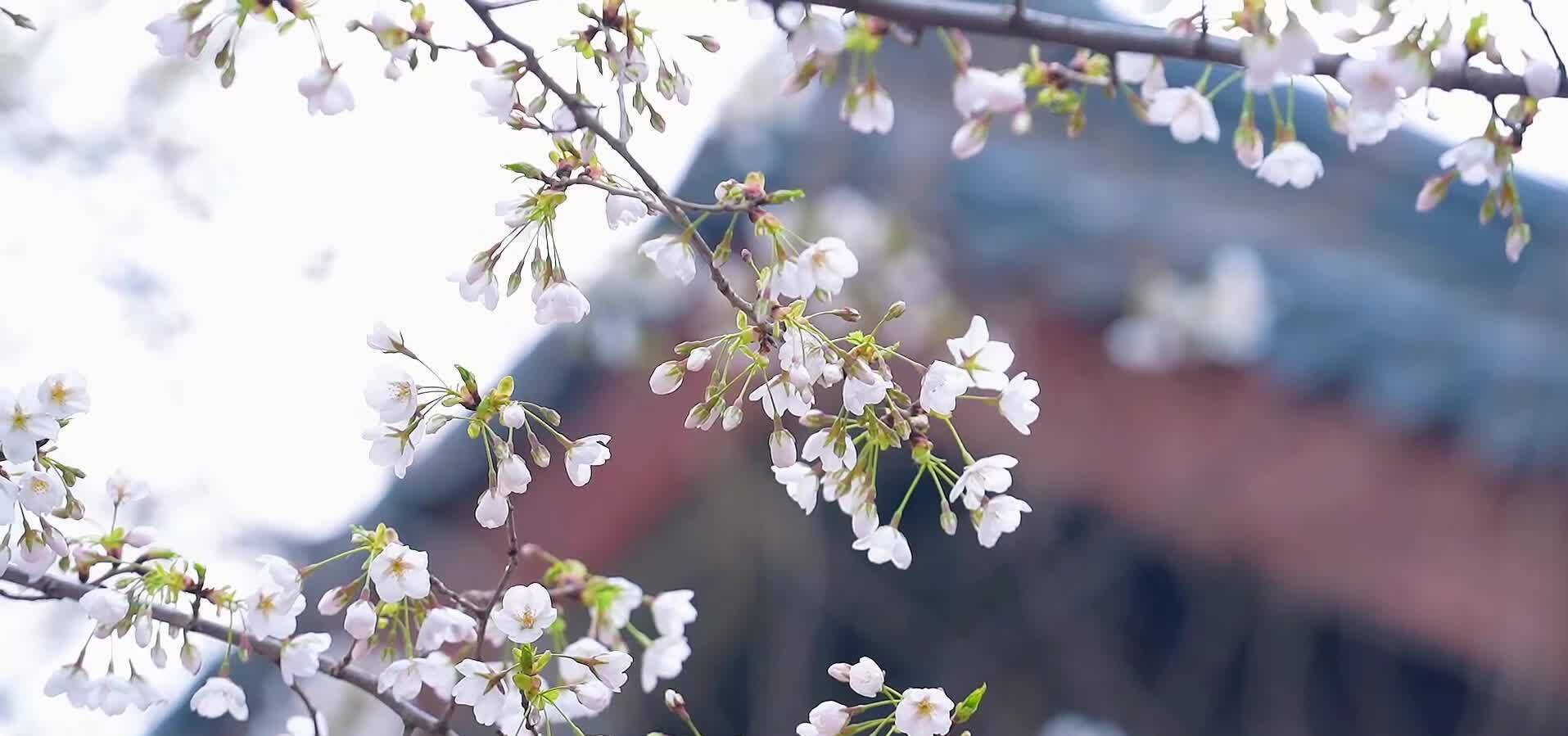 花儿朵朵开！来五龙潭公园感受樱花的浪漫与唯美