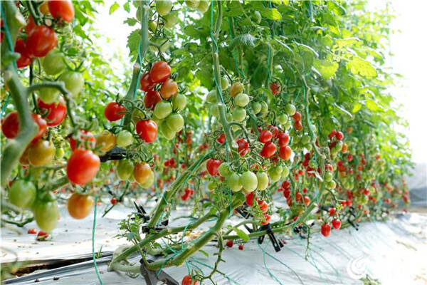 Remarkable Shandong: Tomatoes bring sweet success to Qingdao farmers