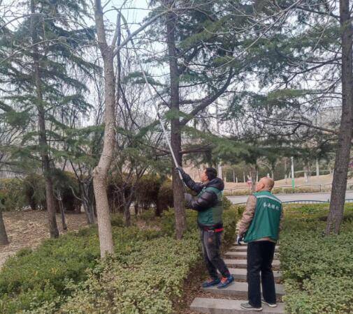潍坊诸城：清理死树枯枝、落土扩穴 打造景观优美生态良好的城市园林绿化格局