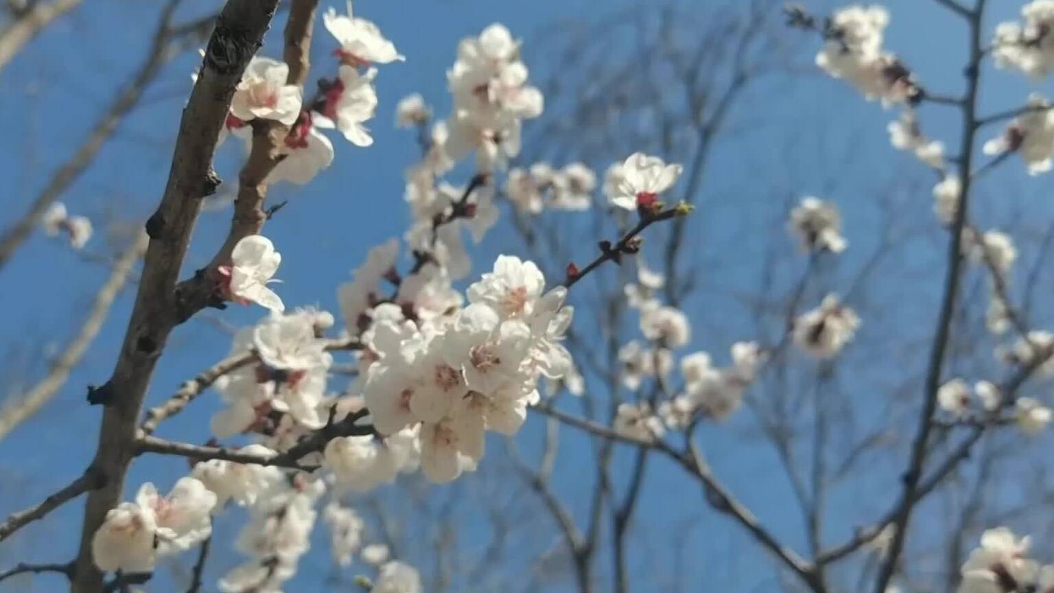 春和日暖 金乡杏花竞相盛开