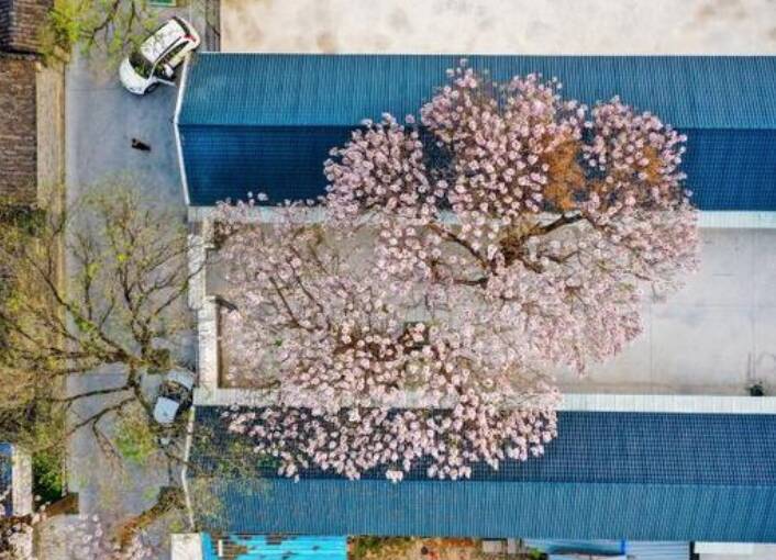 【約你來見】要賞花，就來濱州吧