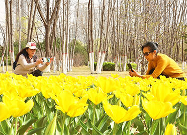 聊城凤凰苑植物园郁金香开了，快去打卡！